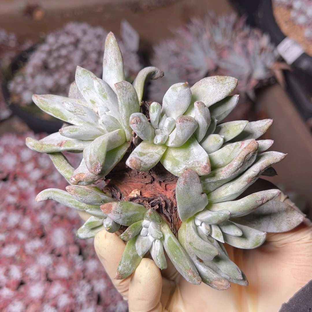 047无售后哈哈哈哈哈哈