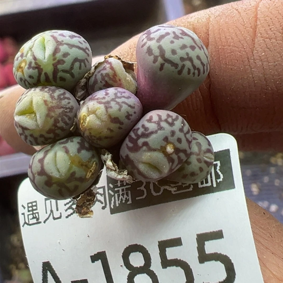 多肉植物11111111111111111