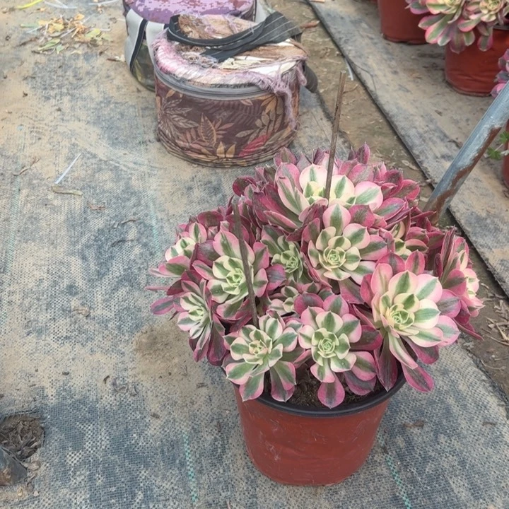 14粉女巫多肉多肉多肉