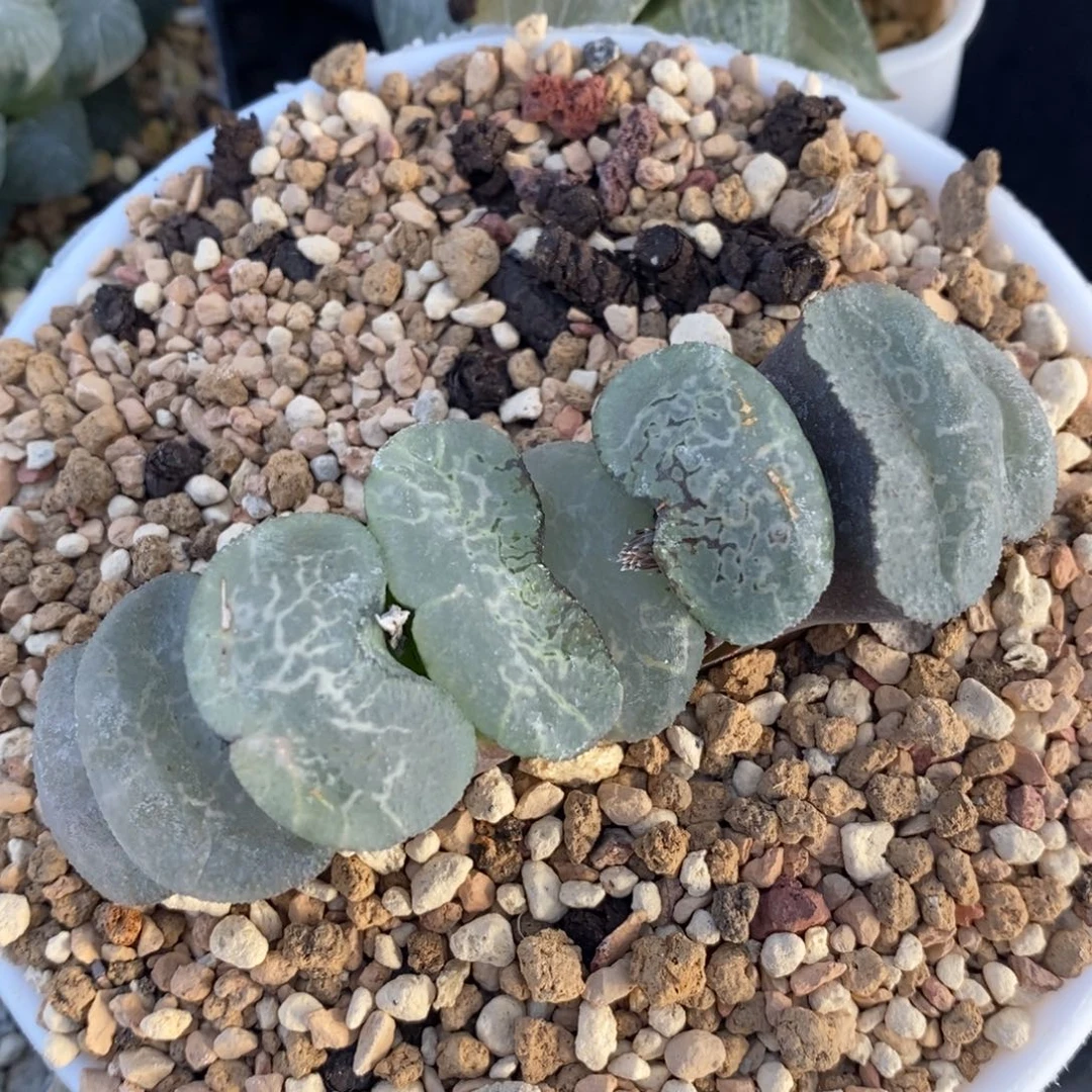 一颗宽叶浮躁玉扇