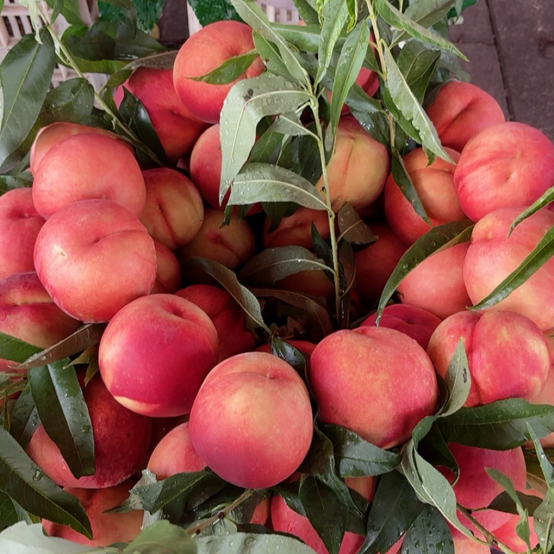 重庆奉节本地香桃新鲜现摘脆甜多汁应季水果