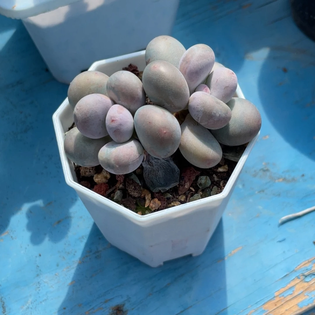 顾***说多肉漂亮不退不换