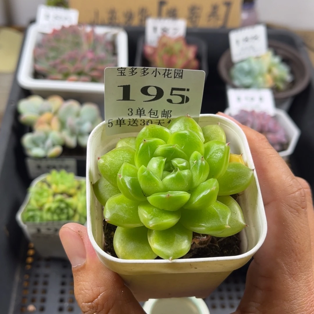 绿钻珍妮叶尖微瑕疵一物一拍满3单包邮5单送30天售后