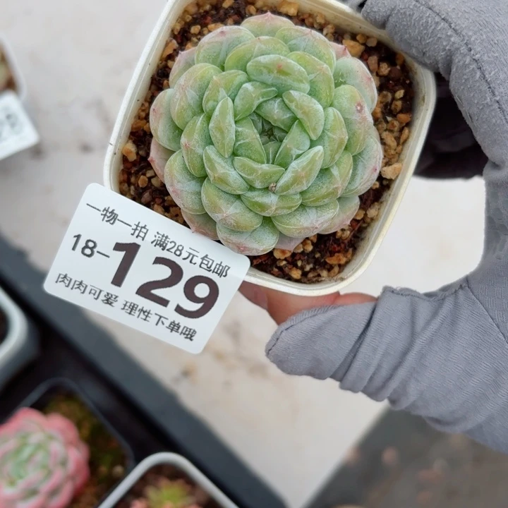 白恋多肉无盆土发货多肉多肉