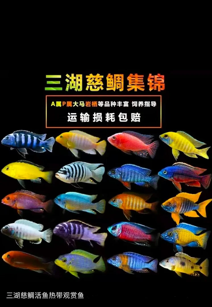 三湖慈鲷【粉丝专属链接】