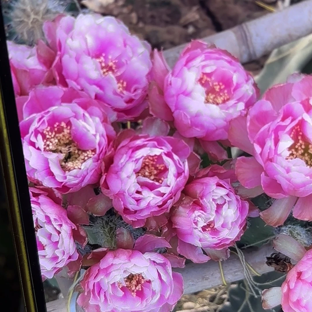 小小L33彩侧牙20包邮仙人球16