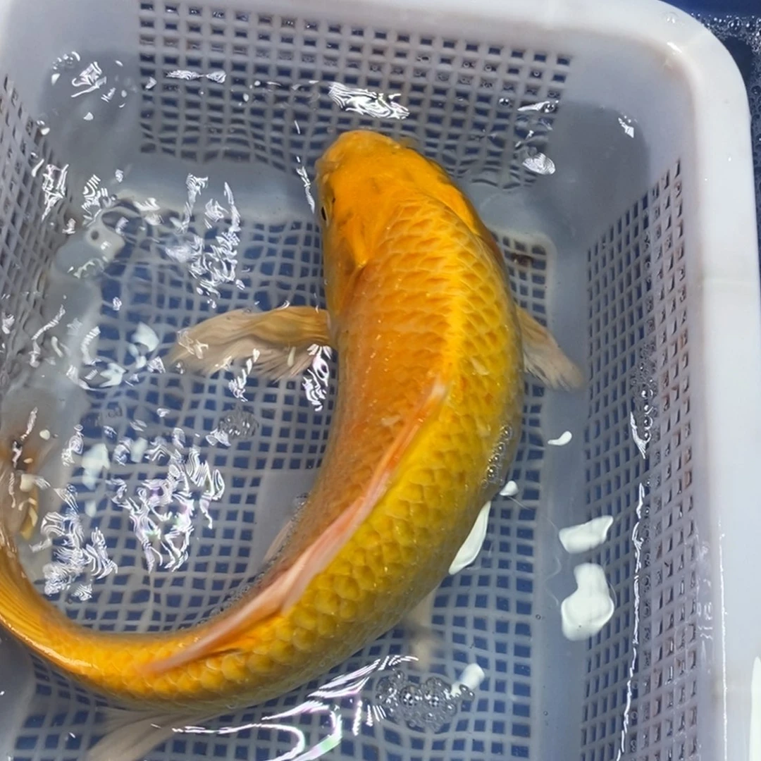 锦鲤冷水锦鲤包邮