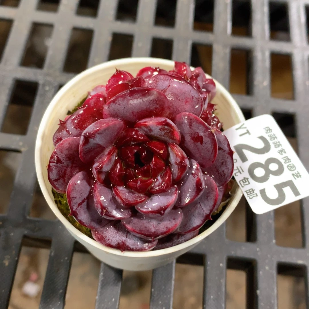 肉萌萌拇指盆精控多肉YT285