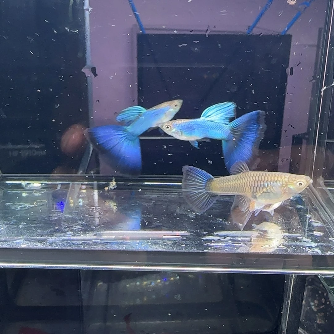 孔雀鱼新加兰两队，三个月
