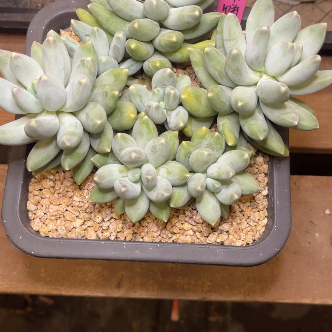 油**大松果杂交脱土发货。。。