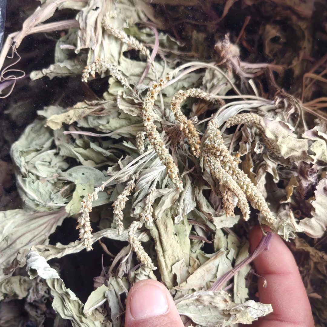 车前草 甘肃车前草 非种植的整根的带根部大小根都有 难免有碎叶