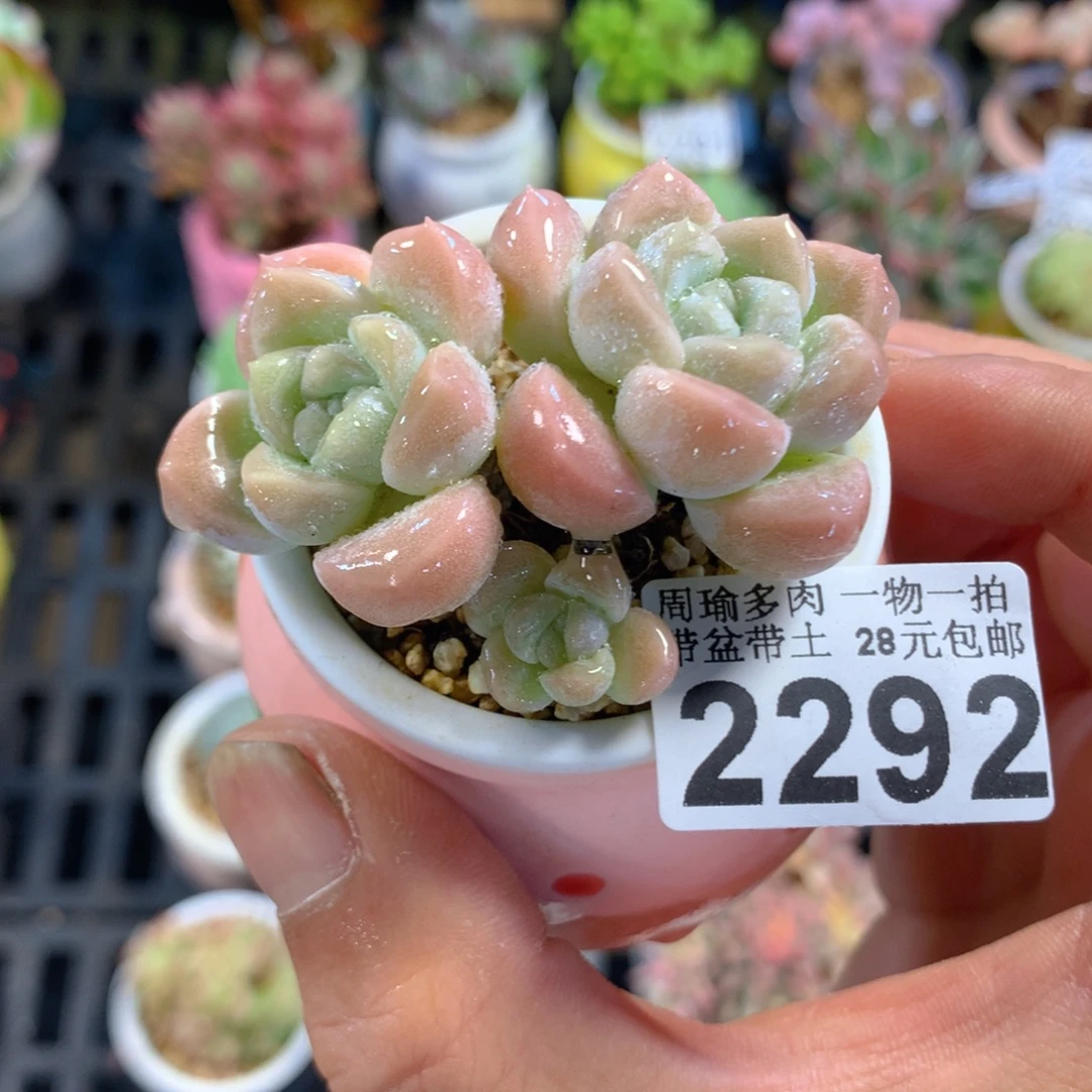 精控多肉植物2292