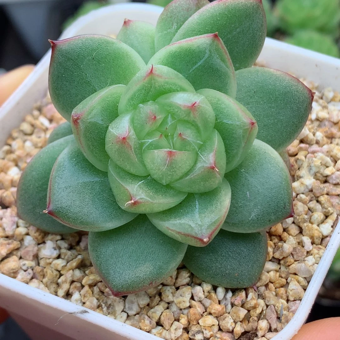 58包邮  群生不包整37