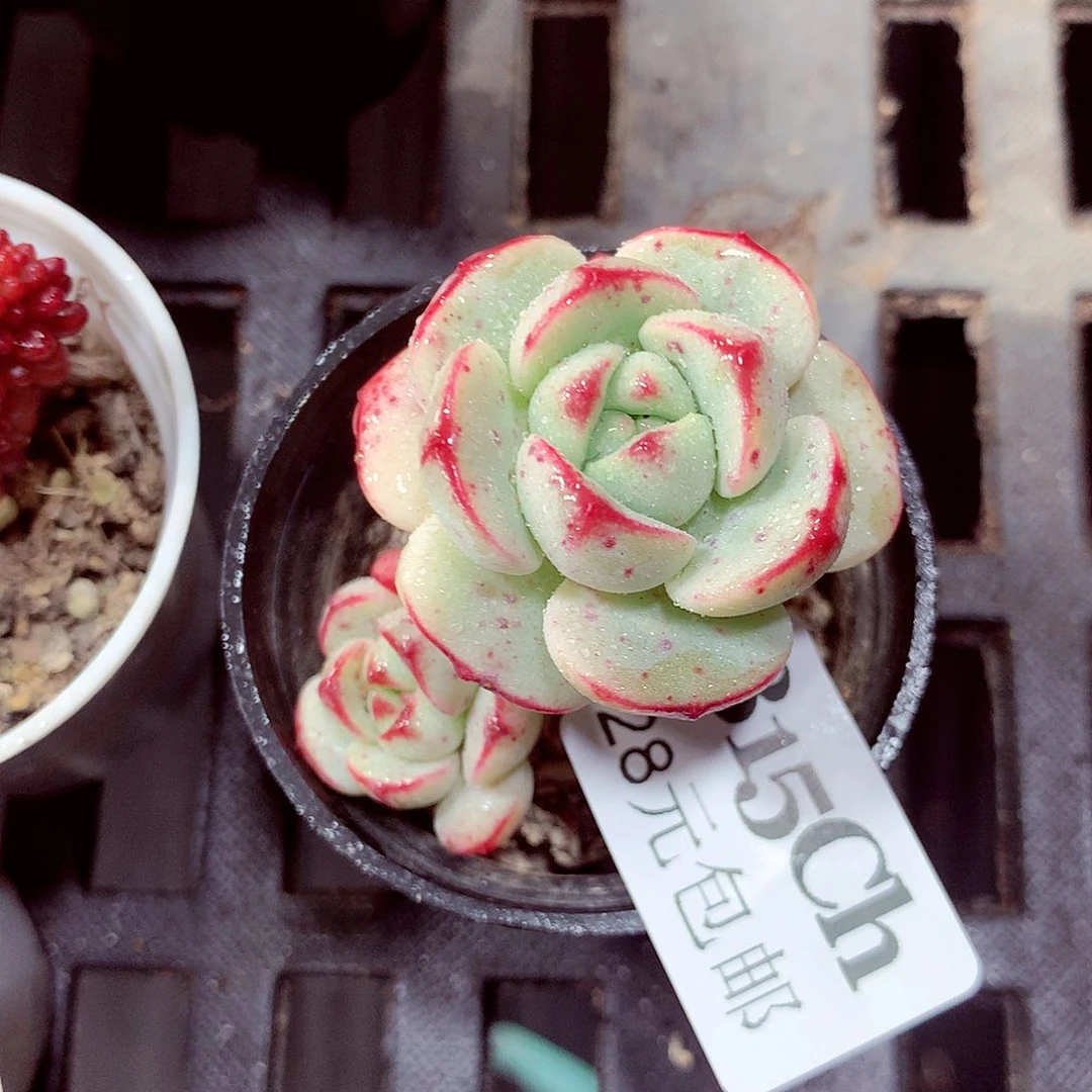 5厘米盆精控多肉815