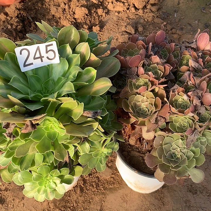 无花朵245女巫中班➕荷兰玫瑰