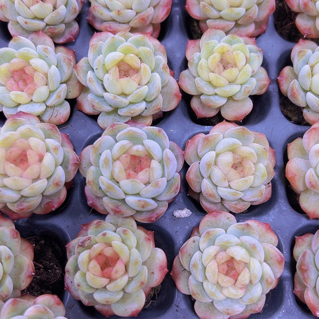 304珍妮样品7颗19包邮