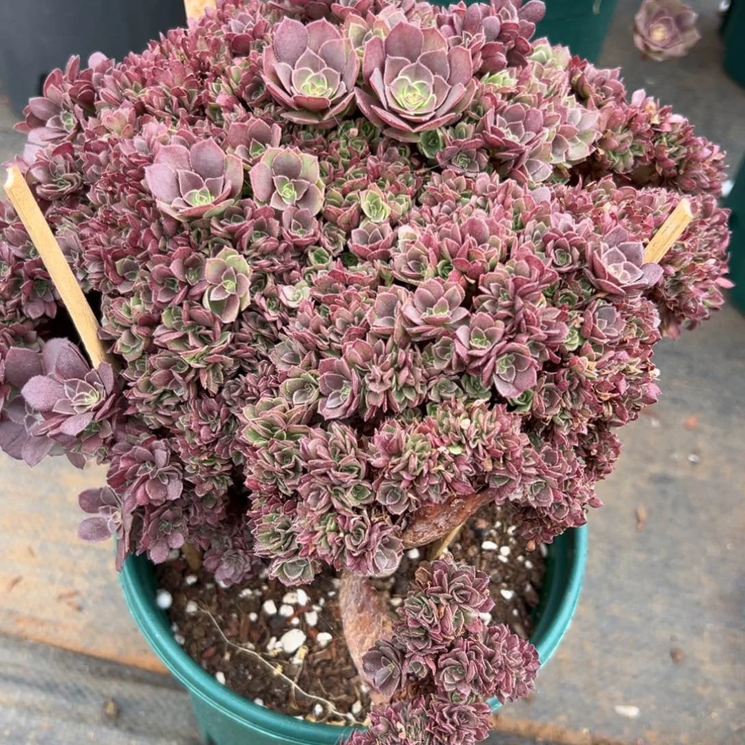 万圣节全朵朵缀化老桩
