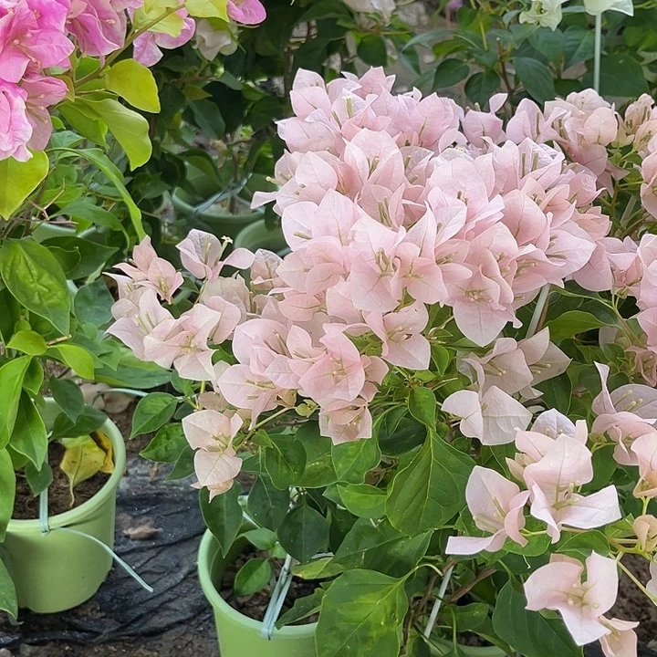 完全开放三角梅暗丽