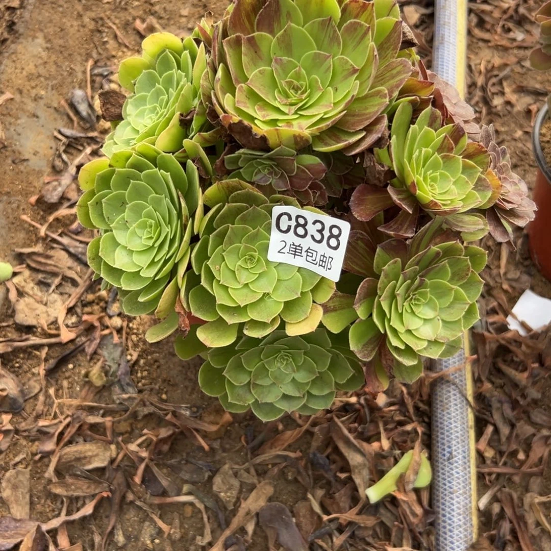 838多肉  花月夜 不包断头