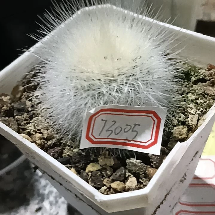 郁***潮流植物小白丁73005