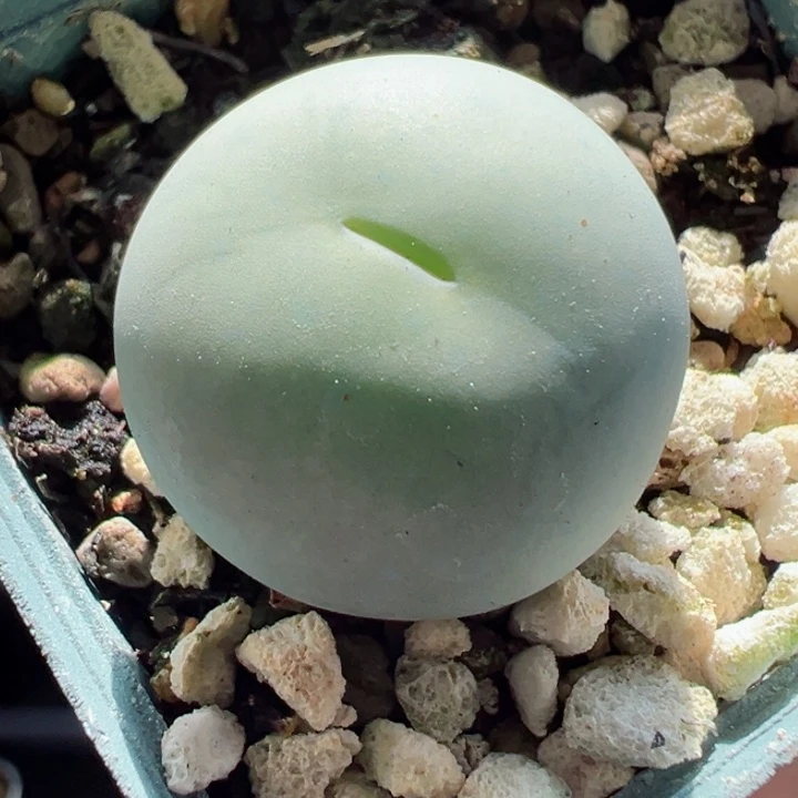 440号2.5厘米111111