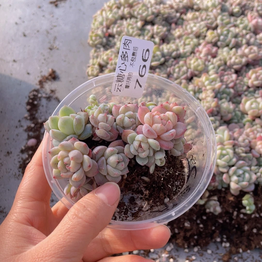只*云糖心多肉植物766