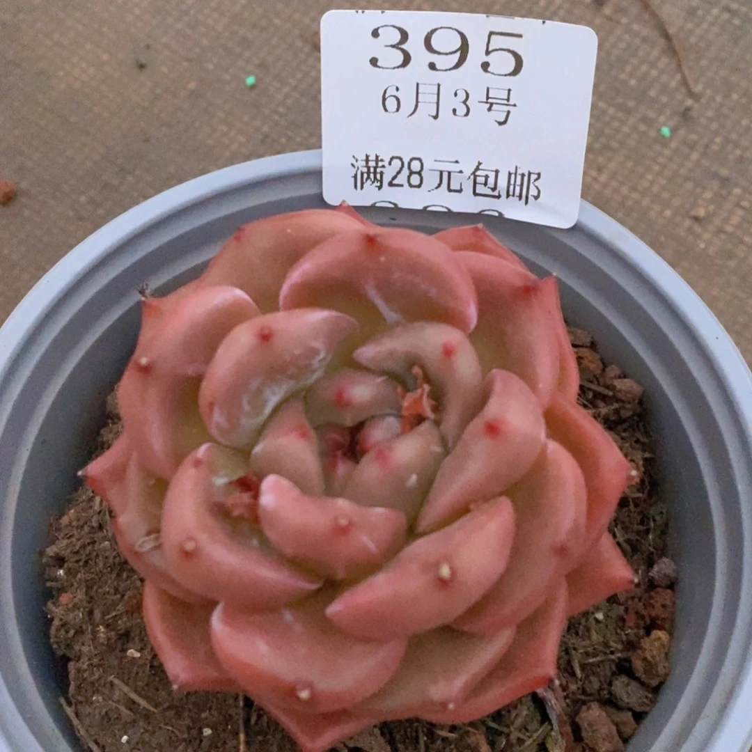 云395号在上海举办婚礼