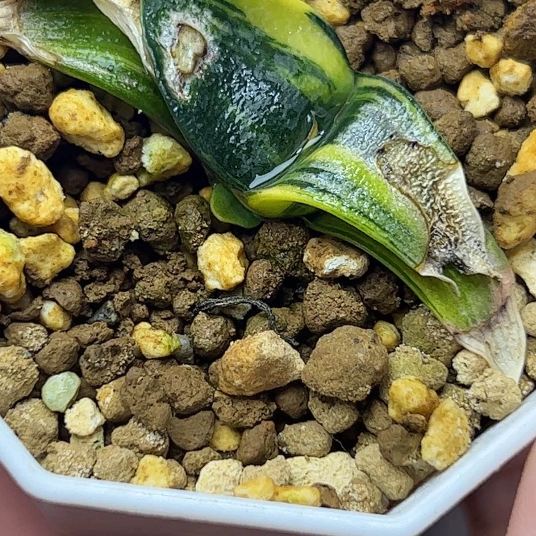 自***扬卧牛锦十二卷多肉植物