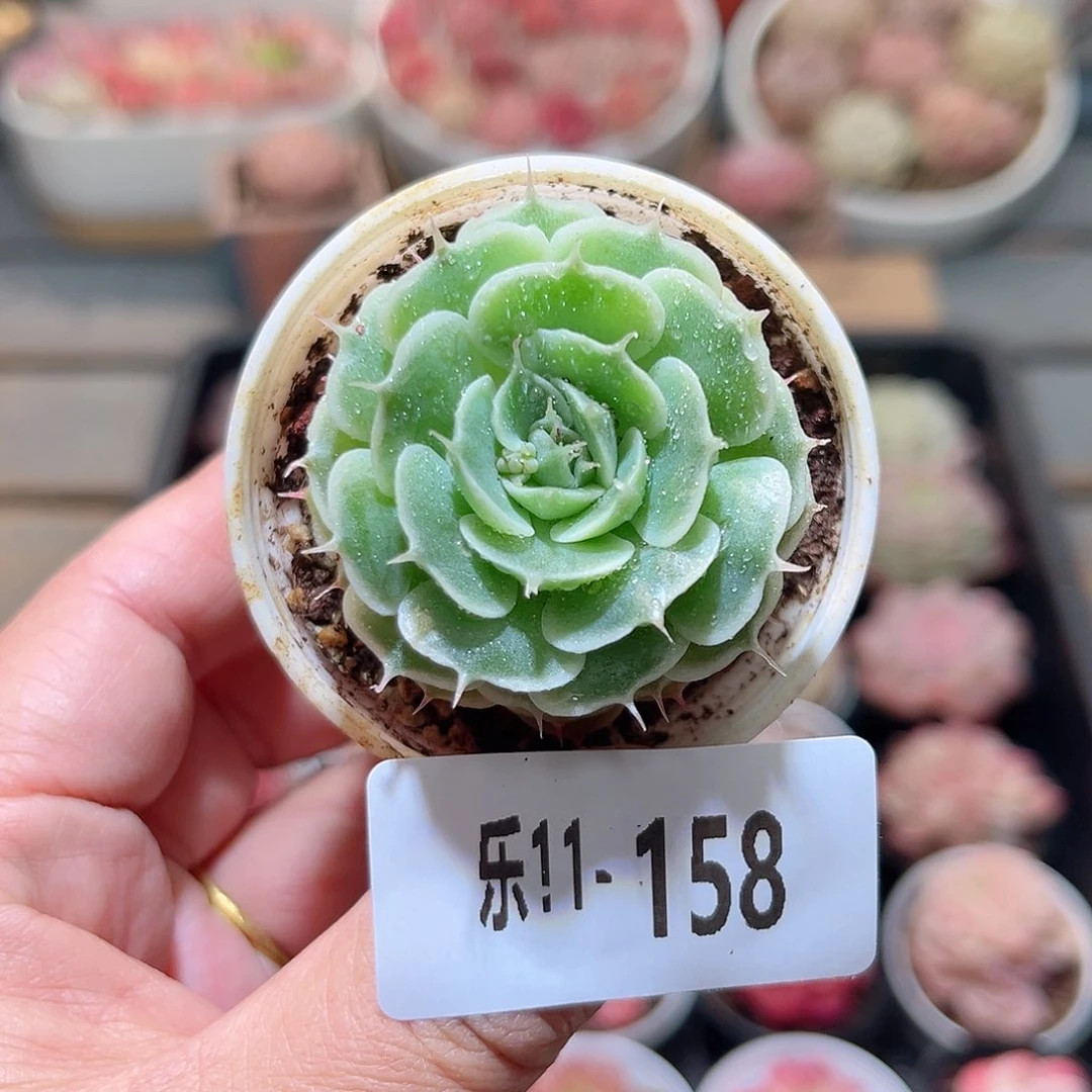 乐11-158 贝尔单头