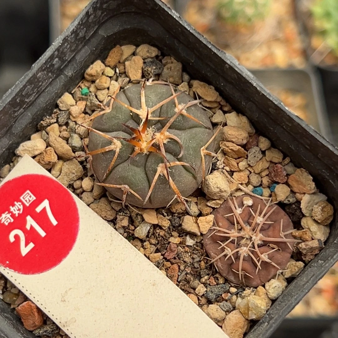 天平丸一棵668886