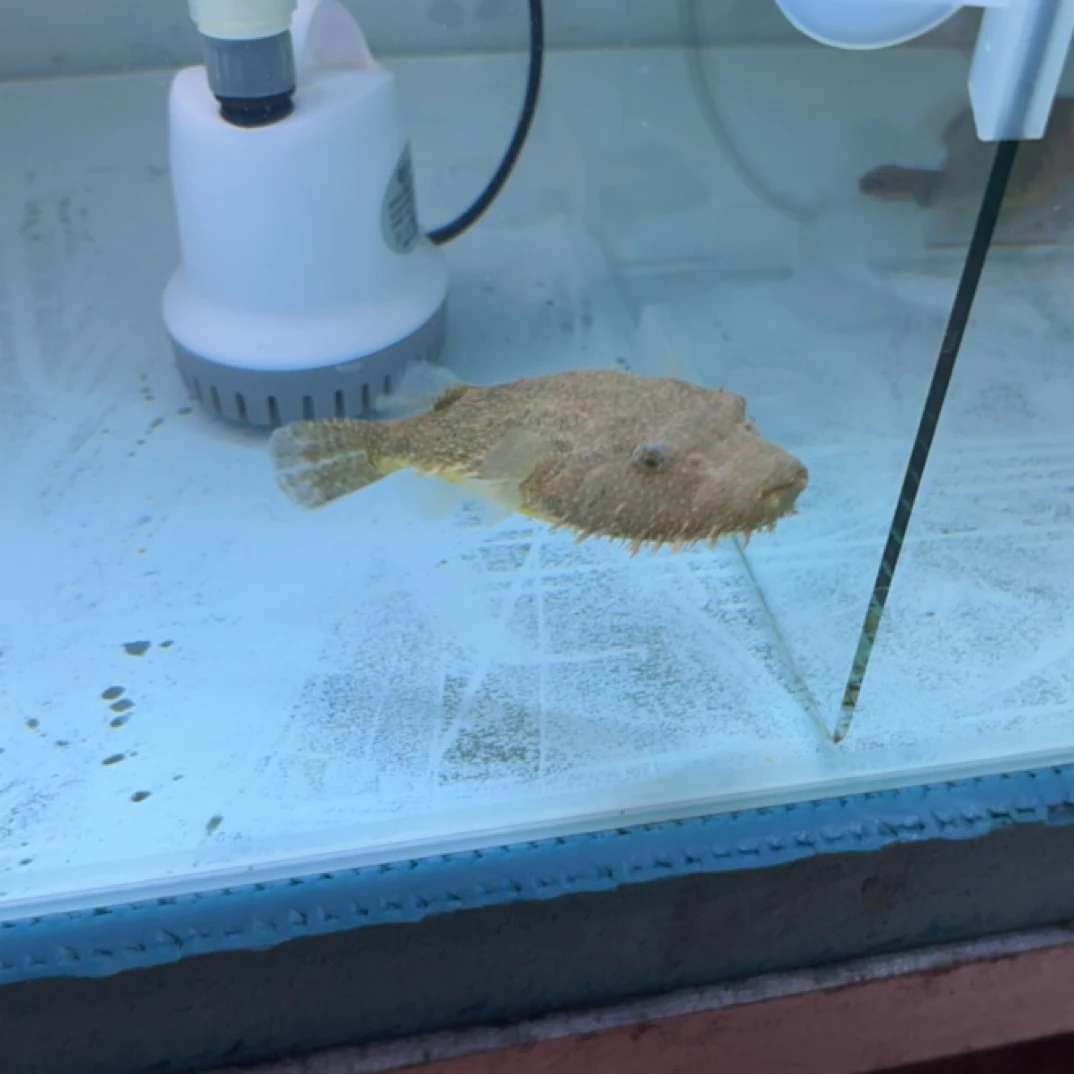 热带观赏鱼淡水绞肉机毛毛狗头鱼活体