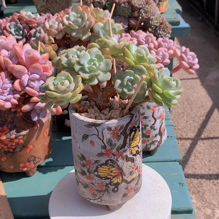 劳林朵朵无砍自然群