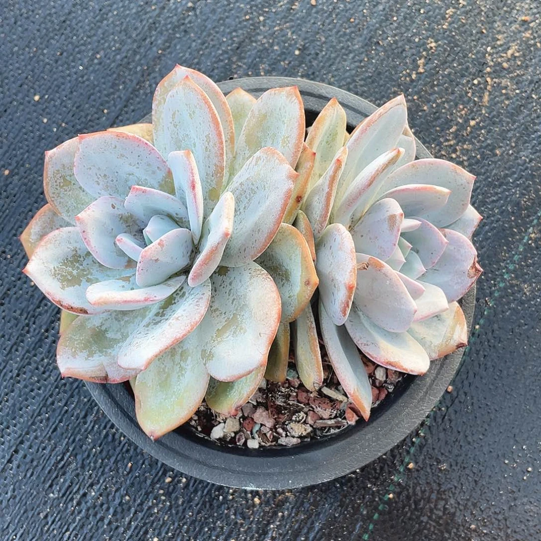 奶茶大双头无砍无摘