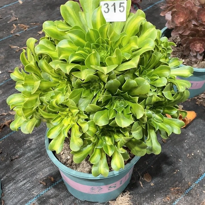 翡翠琉璃315   冠幅30