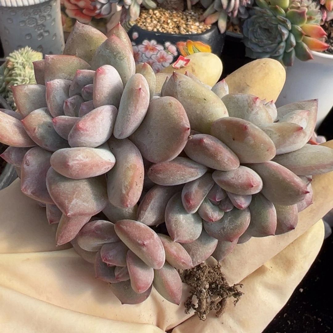 阳***烈新年快乐 新年快乐