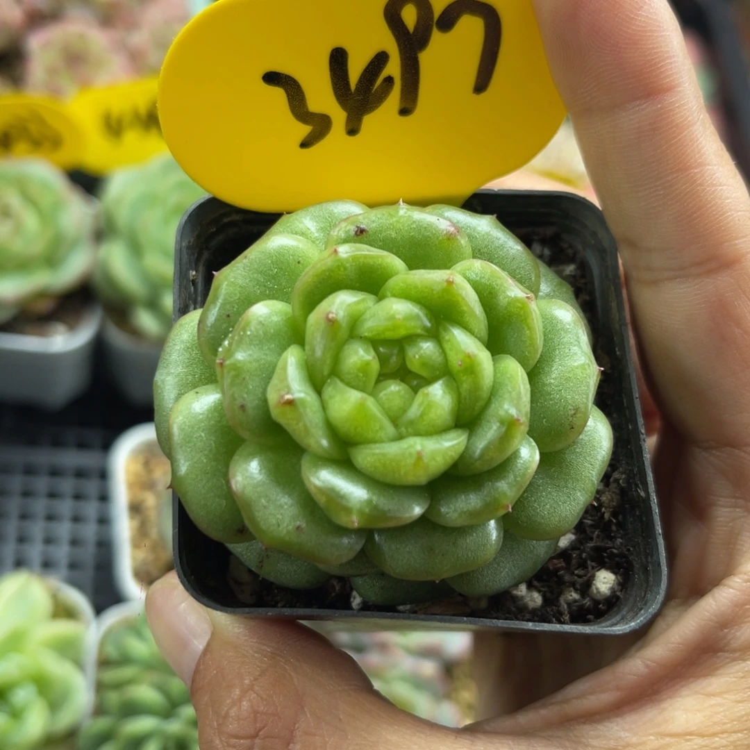 灯泡珍妮单头3497