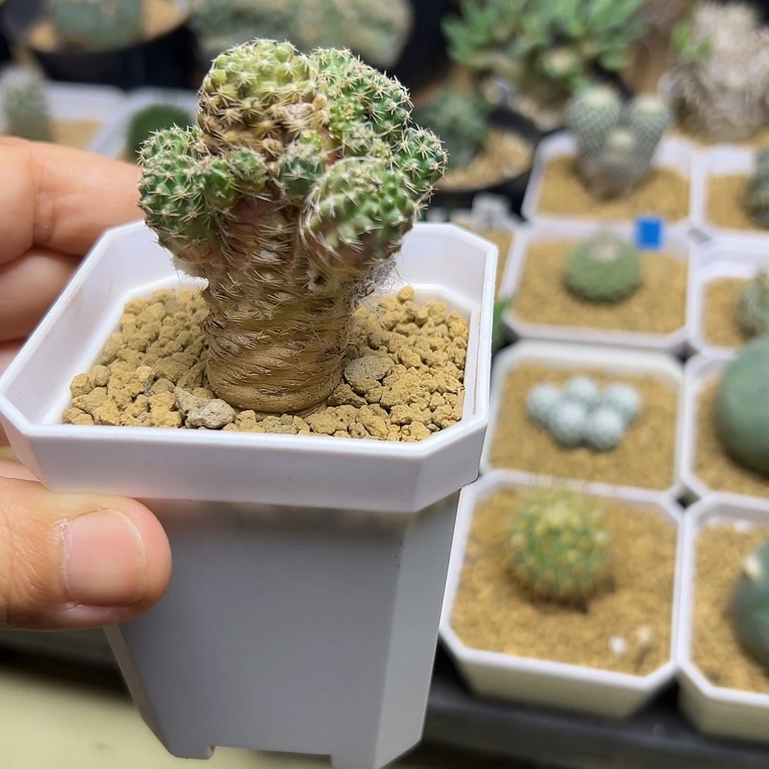 无花朵中间丽花实生