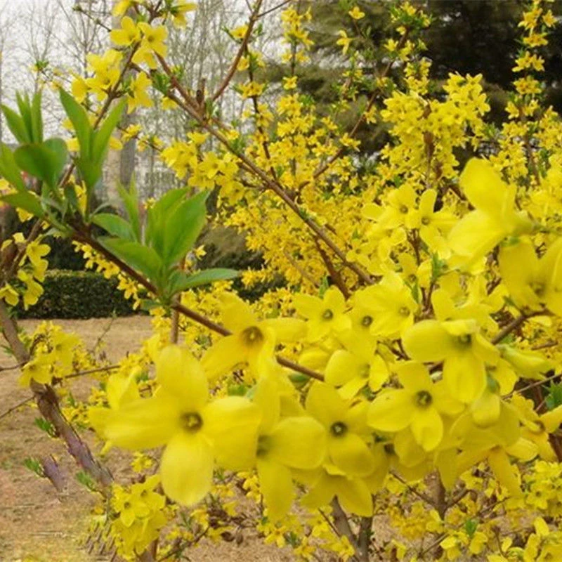 连翘花苗迎春花丛生黄老虎观花庭院盆栽花卉耐寒园林绿化连翘树苗