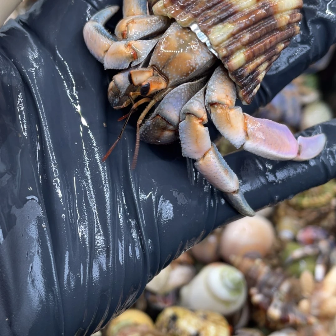 不退不换活体宠物6