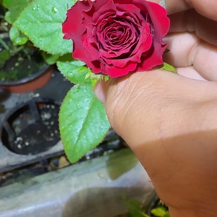 无花朵163扦插小苗