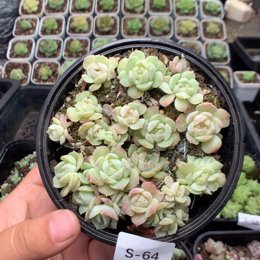 无花朵S64英语英语