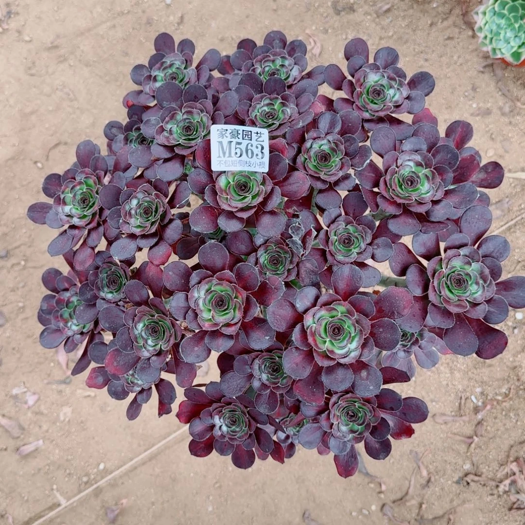 香耐尔发师563冠幅40