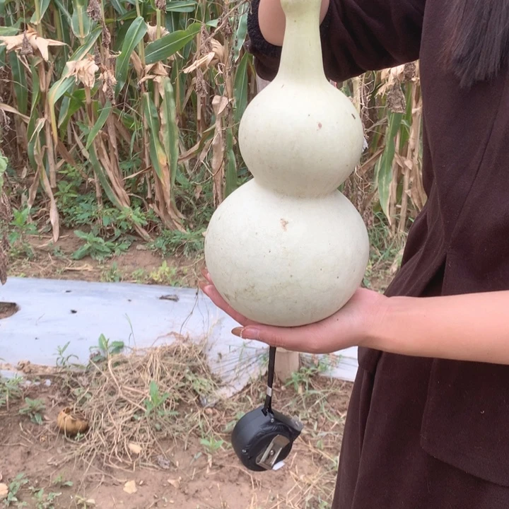 晨***光中号现货供应充足