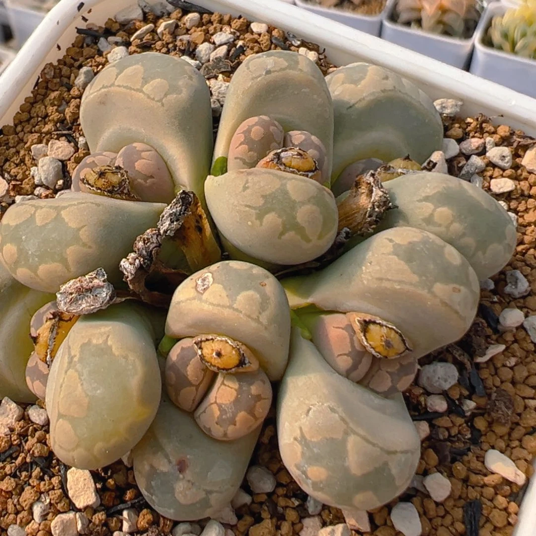 149多肉植物百科知识