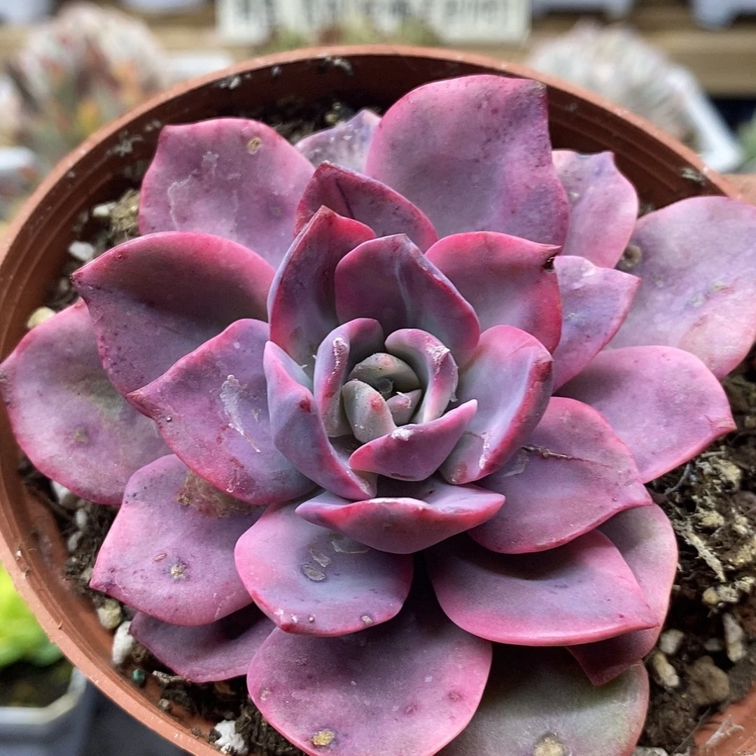 1214 哈林粉锦多肉