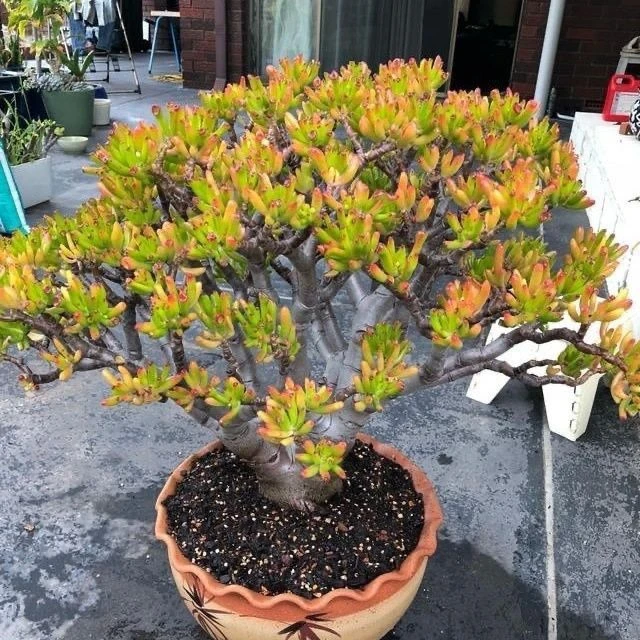 【乌鲁木齐发货】吸财树多肉植物盆栽老桩多肉防辐射好养适合室内外