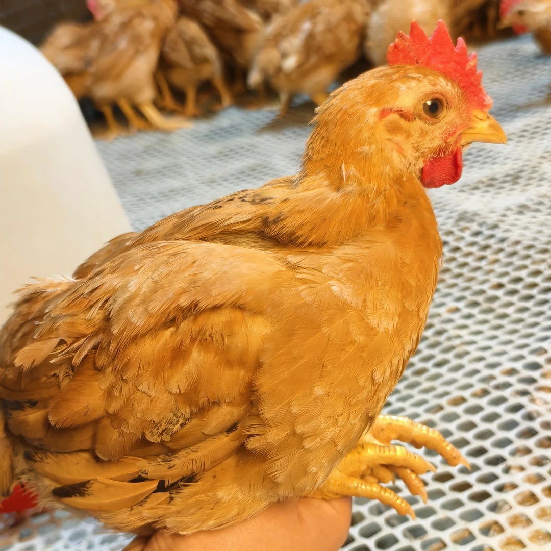 宠物鸡 九斤红 （7只+送1只）到手8只