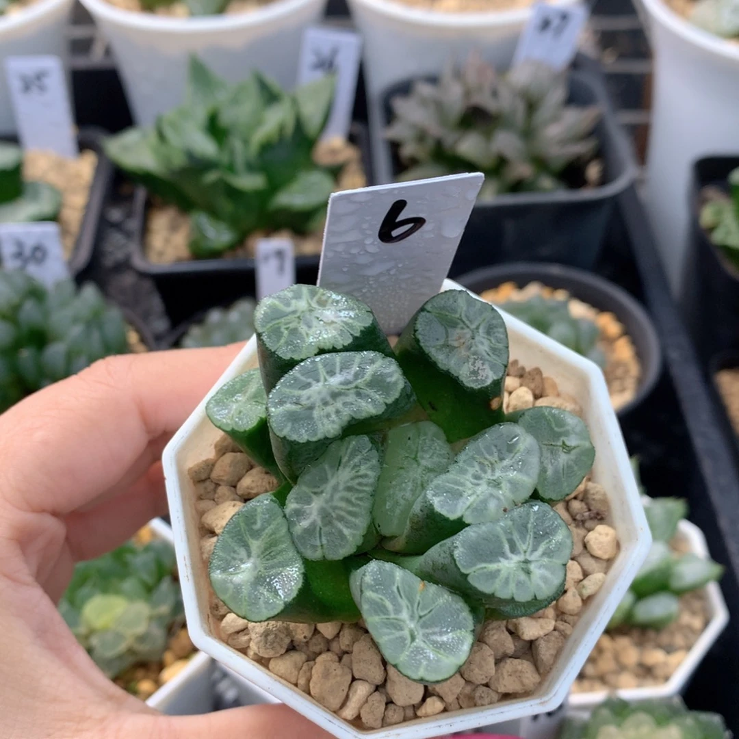 彩虹万象 一物一拍 带盆土
