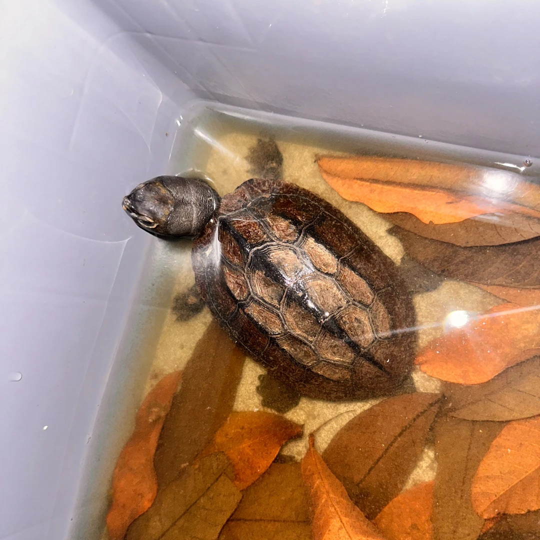 精品中华草龟，状态佳，品相好@