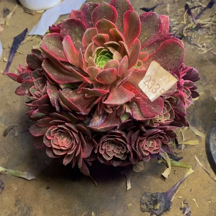 黑膜锦多肉断头不包2335